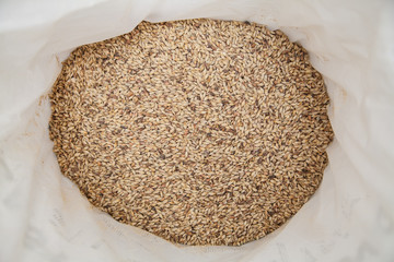 Malt grains background. Ingredient for beer production 
