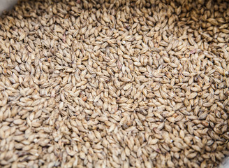 Malt grains background. Ingredient for beer production 