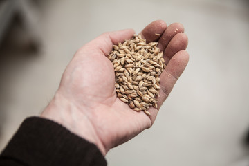 Malt grains in man's hand. Beer production