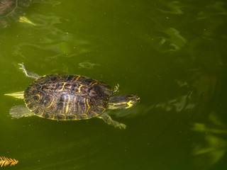 Turtles in a pond