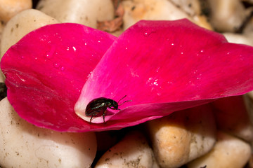 Maggiolino macro su petali di rose e sassi bianchi bagnati da gocce di pioggia
