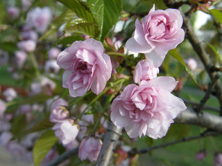 beautiful sakura in the spring.