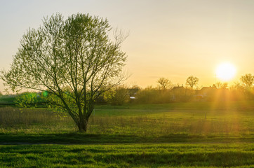 Fototapeta na wymiar Spring sunset, rural landscape.