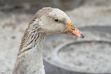 Portrait of a goose closeup.