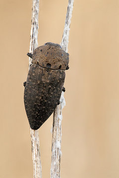 Capnodis tenebricosa on stilts