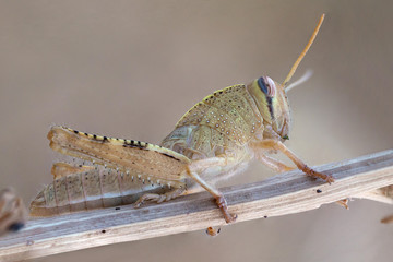 Anacridium aegiptum nymph