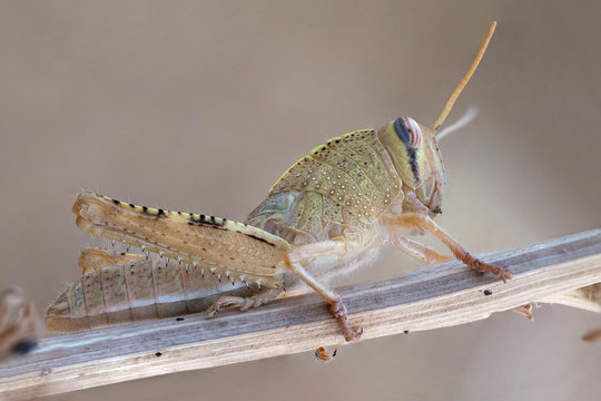 Anacridium aegiptum nymph