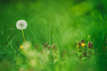 Dandelion green grass on spring meadow