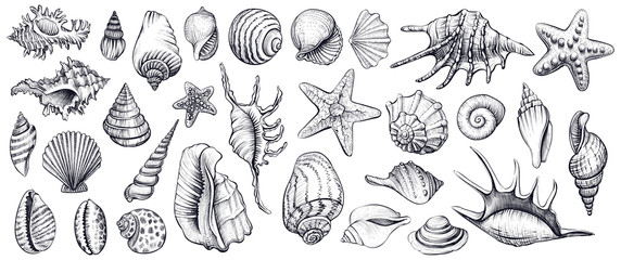 Seashells vector set. Hand drawn illustrations. - obrazy, fototapety, plakaty