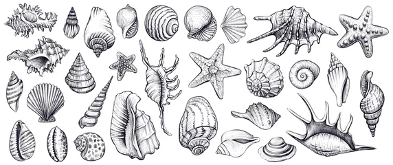 Deurstickers Seashells vector set. Hand drawn illustrations. © airmel