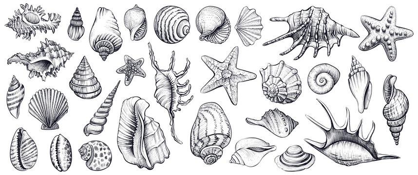 Seashells vector set. Hand drawn illustrations.