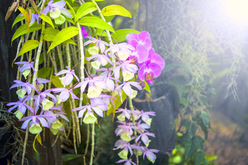 Orchid flower and green leaves background with sunlight in garden.