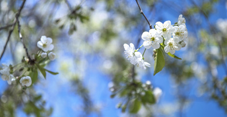 Spring cherry blooming - white blossoms