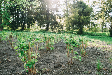 Young plant sapling