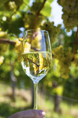 Weinglas im Weingarten