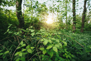 Obraz premium Lush foliage in the forest