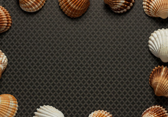 Large and small sea shells as border on grey ground