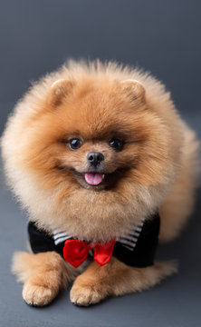 Pomeranian dog in a suit with a red butterfly on dark background. Portrait of a dog in a low key