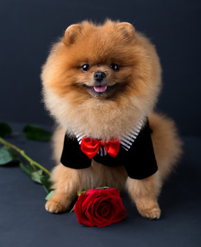 Pomeranian dog in a suit with a red rose on dark background. Portrait of a dog in a low key