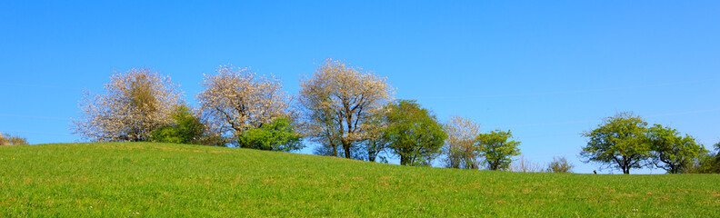 Fototapeta na wymiar Flowering trees on meadow and blue sky.