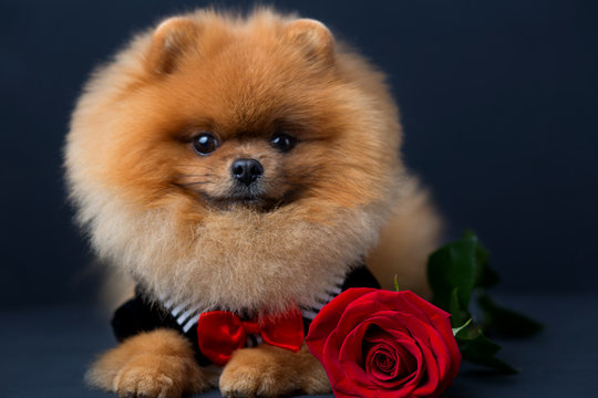 Pomeranian dog in a suit with a red rose on dark background. Portrait of a dog in a low key