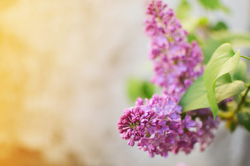 blooming violet lilac 