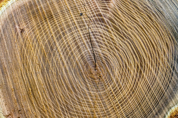 Fototapeta premium Baumstamm