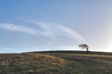 Solitary tree on a hillside, bent by the wind, with cloud patterns in the blue sky behind appearing...