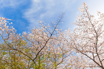 Sakura full bloom on tree branch in park against blue sky