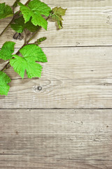 grapevine on a wooden background