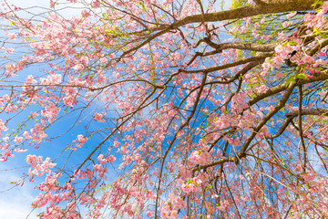 Sakura full bloom on tree branch in park against blue sky