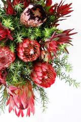 Protea Flowers