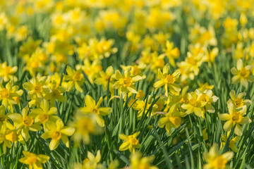 Obraz premium daffodil flowers