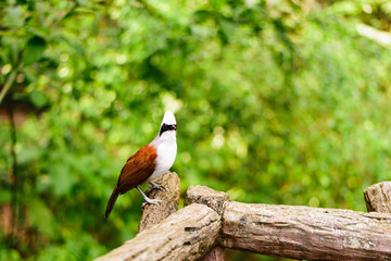 beautiful white-crested laughingthrush (Garrulax leucolophus) on green background