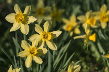 Fototapeta premium daffodil flowers closeup