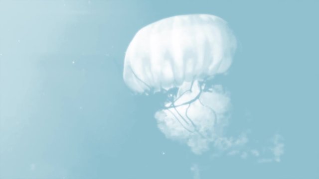 jellyfish_big_skyblue_oneshot