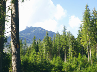 Tatra Mountains in Zakopane, Poland surrounded by trees and greenery
