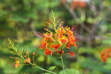 Caesalpinia pulcherrima or Royal Poinciana or Peacock Flower in garden.