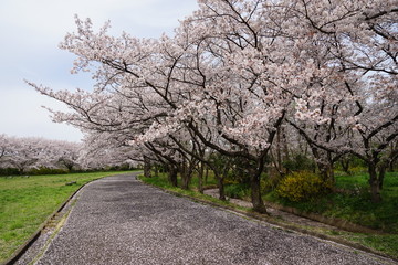 Fototapeta na wymiar Full bloom of cherry blossoms and petal carpet, Saitama Prefecture, Japan