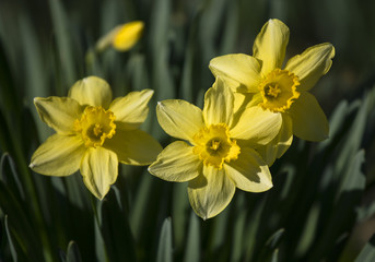 cheerful daffodil flowers closeup