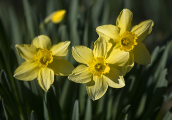 Obraz premium cheerful daffodil flowers closeup