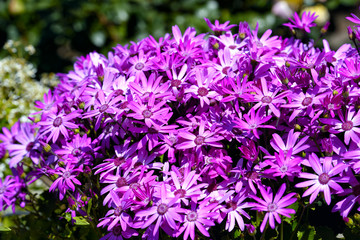 A small clump of pink osteospermum flowers
