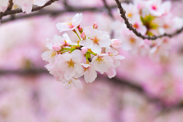Beautiful japanese cherry blossom sakura close up
