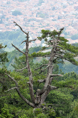 Scenic view from mount Olympus