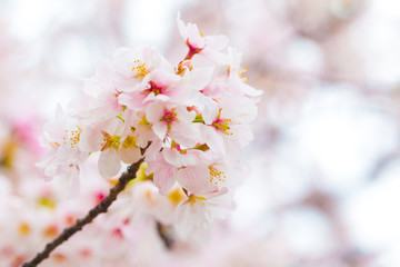 Beautiful japanese cherry blossom sakura close up