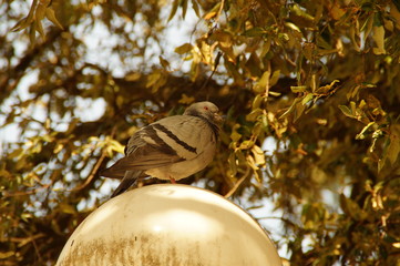 Eine Taube auf einer Laterne