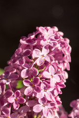 Purple lilac flower on the sunny brightness