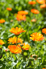 beautiful blossoming orange gerbera