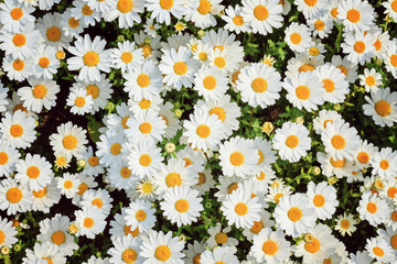 Chamomile field