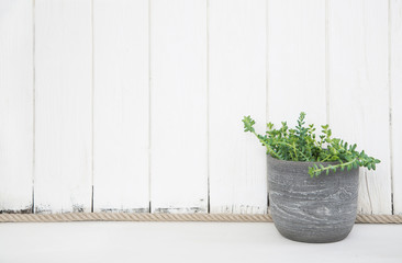 Holz Bretter Wand in weiß mit Pflanze im Topf als dekorativer Hintergrund mit grün